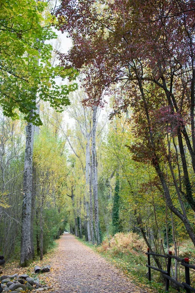 Forest in autum. Walking path with no people. Rascafria, Spain