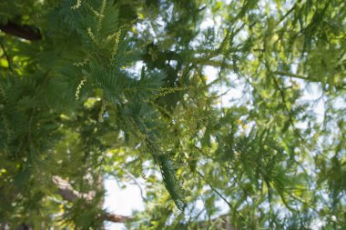  Kışın açmadan önce Mimosa ağacı. Mimosa, sarı çiçekli tropikal bir ağaçtır. Madrid, İspanya