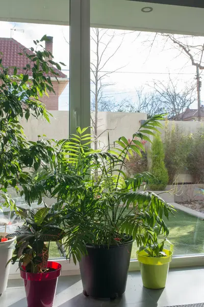 Modern apartman dekorasyonu, cam kapının yanında bitkiler var.