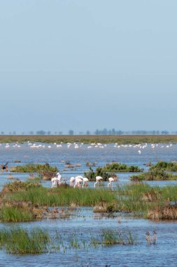 Güzel bir manzarada bir grup flamingo. Donana Ulusal Parkı, İspanya