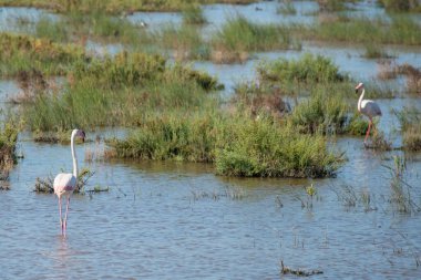 Pembe flamingo kolonisi kışı İspanya 'nın güneyinde geçiriyor. Donana Ulusal Parkı