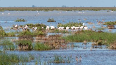 Bir grup flamingo güzel bir manzarada besleniyor. Donana Ulusal Parkı, İspanya