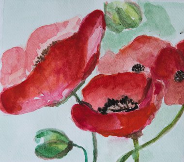 Suluboya. Haşhaş ve tomurcuk buketli naif ilüzyonu