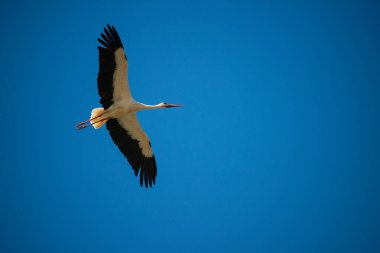 Beyaz leylek (Ciconia ciconia) sağ kanatları açık uçar. Donana Ulusal Parkı, İspanya