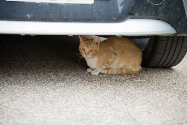 Güneş koruması için arabanın altında sevimli turuncu Avrupalı kedi