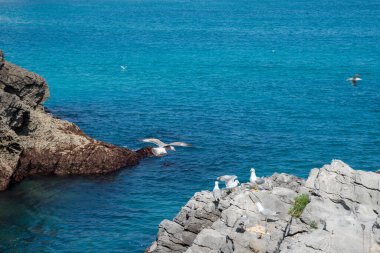 Cantabrian kıyıları, bir grup martı. Güneşli bir gün