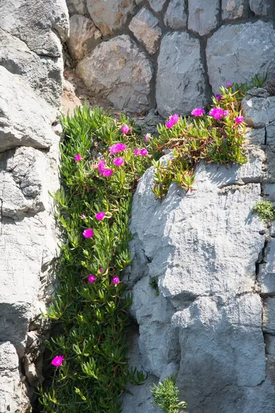 Denize yakın büyüyen vahşi pembe çiçekler. SUnny dat