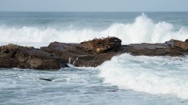 Bir kayanın üzerindeki martı sürüsü, Cantabrian denizinde güçlü dalgalar.
