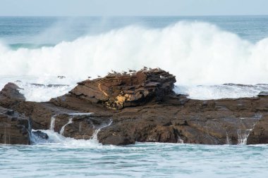 Güçlü bir dalgayla deniz burnu geliyor. Cantabrian Denizi, İspanya. Bir kayanın üzerindeki martı sürüsü