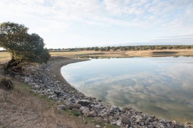 Extremadura 'da huzurlu bir manzara, suya yakın bir ağaç. Suyu yansıtan bulutlar.