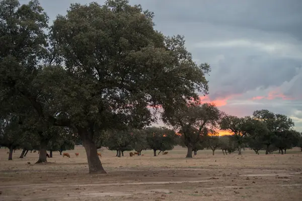 Gün batımının güzel olduğu kırsal manzara. Uzaktaki bir grup inek. Extremadura, İspanya