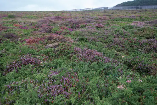 Vahşi mor çiçekleri olan güzel bir kırsal, Lavandula stoechas pedonculata. Uzakta yürüyen patika