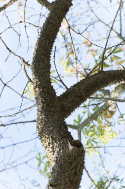Ceiba Specosa, ipek diş ipi ağacı, eski Chorisia Specosa, Güney Amerika 'ya özgü yaprak döken ağaç türü. Gövde, vahşi hayvanları ağaçlara tırmanmaktan caydıran kalın, keskin konik dikenlerle doludur. Çiçekler birbirine benzer.