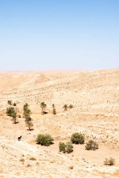 Tamezret ya da Tamazrat, Tunus yakınlarındaki çorak bir arazi. Siyah eşek ve palmiye ağaçları..