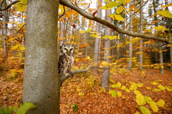 먹을걸가지고 놀았지 올빼미 리우스푸에 레우스는 너도밤나무 서식지에서 사냥꾼 Tengmalms Owl — 스톡 사진