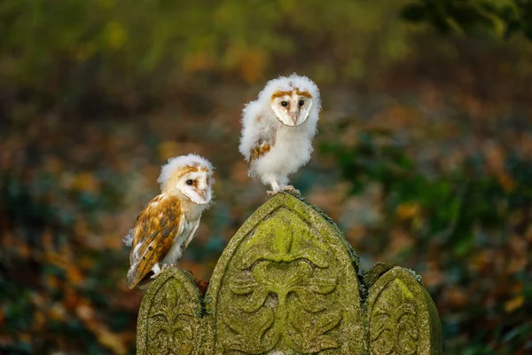 Fluffy Owl Chicks Beautiful Young Barn Owl Tyto Alba Perched — Stock Photo, Image