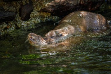 Su samurları çatışması. Avrupalı su samurları, Lutra lutra, suda savaşıyorlar, etrafa su sıçratıyorlar. Doğada nesli tükenmekte olan balık avcısı. Vahşi doğada eylem. Doğal davranış, çiftleşme mevsimi.
