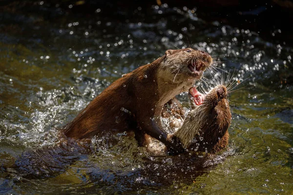 Confronto Lontras Lontras Rio Europeu Lutra Lutra Lutando Água Salpicando — Fotografia de Stock