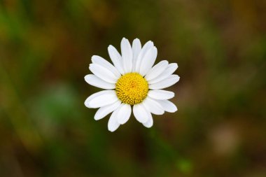Papatya manzaralı. Oxeye papatya, Leucanthemum vulgare köpek papatyası ya da Marguerite olarak da bilinir. Beyaz taç yaprakları ve sarı çiçekli yabani çayır çiçeği. Çiçek açan güzel çiçeğin ayrıntıları.