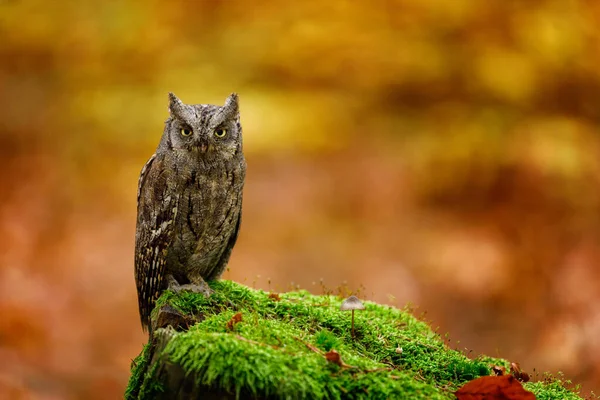 Owl Autumn Eurasian Scops Owl Otus Scop Perched Mossy Rotten — Stock Photo, Image