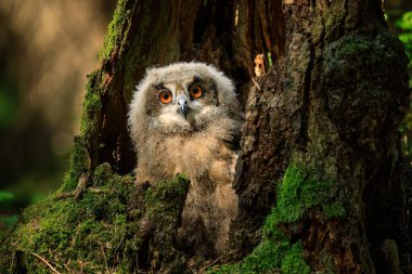 Pofuduk baykuş yavrusu. Güzel, genç Avrasya baykuşu Bubo bubo çürümüş kütüğe tünemiş, beslenmeyi bekliyor. Turuncu gözlü sevimli yavru baykuş. Doğada vahşi bir yavru. Vahşi yaşam doğası.