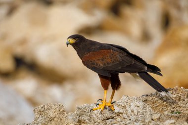 Gün batımında Şahin. Harris 'in şahini, Parabuteo unicinctus, yarı çölde kayalara tünemişti. Vahşi doğada avlanan yırtıcı kuş. Esmer ya da kurt şahin olarak bilinen güzel bir yırtıcı kuş. Grup halinde işbirliği içinde avlanır..
