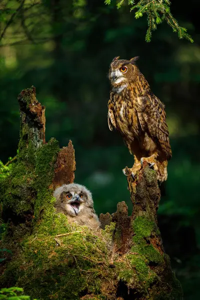 Owl parent and chick. Adult and juvenile eagle owls, Bubo bubo, perched on rotten stump. Breeding season. Adorable fluffy young owl cub calling for feed. Owl in green forest. Bird of prey in habitat.