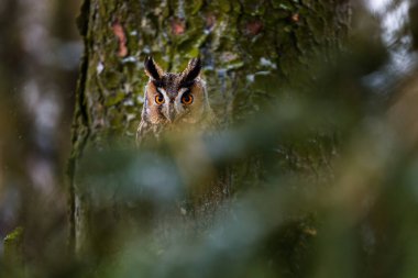 Kış ormanında gizli baykuş. Uzun kulaklı baykuş, Asio otus, yeşil ladin ormanındaki dala tünemiş. Turuncu gözlü güzel baykuş. Vahşi yaşam doğası. Vahşi yırtıcı kuş doğal ortamda kamufle oldu..