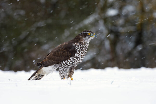 Hawk in snowfall. Northern goshawk, Accipiter gentilis, perched on snowy forest meadow in cold winter. Majestic predator facing snowflakes. Wild nature. Beautiful bird with yellow eyes in habitat.