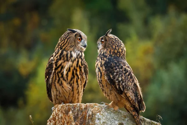 stock image Owl couple face to face. Pair of Eurasian eagle owls, Bubo bubu, perched on stone. Colorful autumn forest on background. Beautiful owls with orange eyes and tufts. Wildlife nature. Predator in habitat