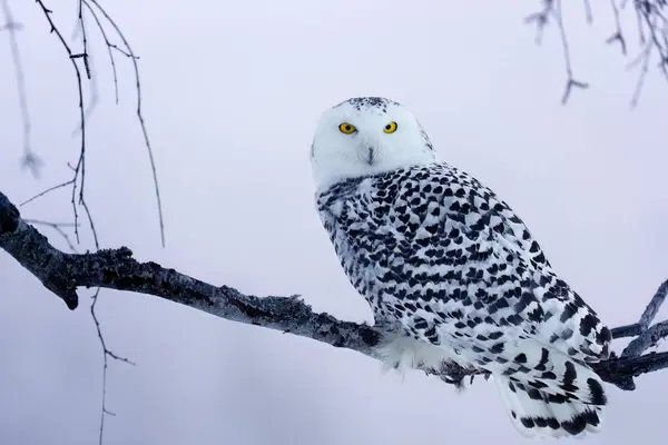 Owl at frosty sunrise. Snowy owl, Bubo scandiacus, perched on birch branch in frosty morning. Arctic owl observing surroundings. Beautiful white polar bird with yellow eyes. Winter in wild nature.
