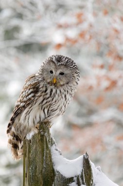 Karlı ormanda baykuş. Ural baykuş, Strix uralensis, kayın ormanındaki çürük kütüğe tünemiş. Doğal ortamında güzel gri baykuş. Kışın vahşi yırtıcı kuş. Soğuk bir sabah. Vahşi yaşam.
