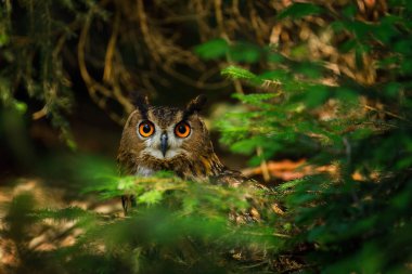Gizli baykuş. Avrasya baykuşu, Bubo bubo, yeşil ladin ormanına tünemiş. Büyük turuncu gözlü güzel baykuş. Doğal ortamında vahşi bir kuş. Vahşi yaşam, yaz doğası. Sevimli hayvan..