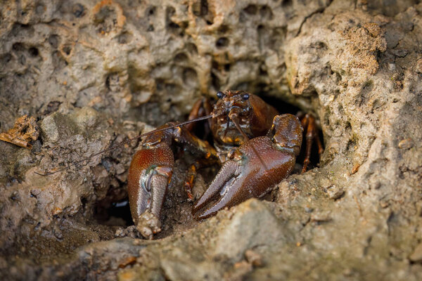 Signal crayfish, Pacifastacus leniusculus, climbs from burrow in mudy pond bottom. North American crayfish, invasive species in Europe, Japan, California. Freshwater crayfish in natural habitat.
