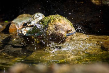 Banyoda papağan. Kea, Nestor notabilis, dağ deresinde banyo yapmak, etrafa su sıçratmak. Kavisli galı zeytin yeşili bir kuş. En zeki ve meraklı papağanlardan biri. Yaşam Alanı Yeni Zelanda