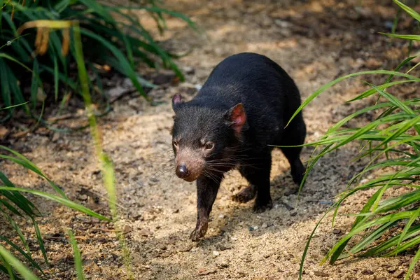 Tasmanian devil, Sarcophilus harrisii, in bush. Australian masupial walking in grass and bracken, nose down and shiffs about food. Endangered carnivorous animal with black fur and red ears.