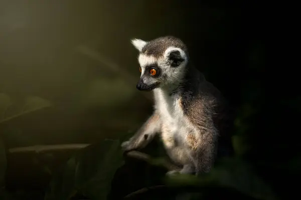 Portret Młodego Lemura Lemur Catta Siedzącego Ciemnym Lesie Oświetlonym Promieniami Zdjęcie Stockowe