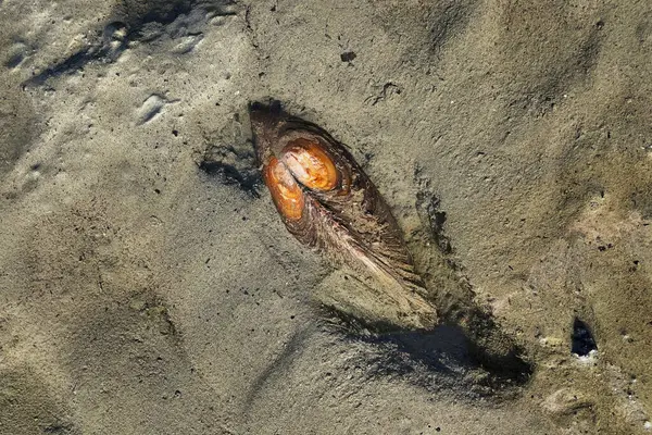 Hattyúkagyló Részletei Anodonta Cygnea Sárban Úsznak Fenekén Édesvízi Kagyló Élőhelyen Jogdíjmentes Stock Képek