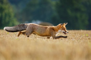 Tilki avlıyorum. Genç kızıl tilki, Vulpes vulpes, sakallı sürüngenler ve tarla faresi avlıyor. Tilki yavrusu mısır hasadından sonra tarlayı kokluyor. Uzun tüylü kuyruklu güzel turuncu kürklü hayvan. Yaz doğasında canavar.