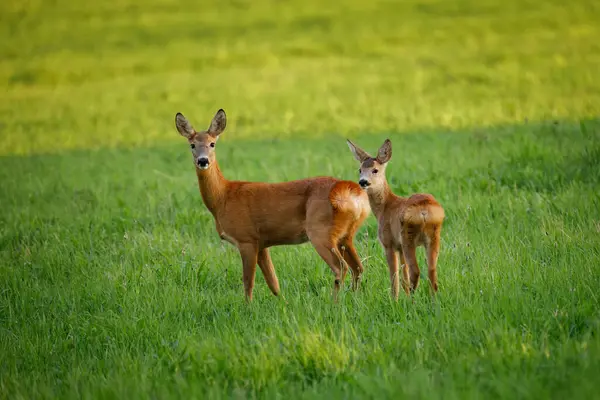 European Roe Deer Capreolus Capreolus Green Meadow Doe Fawn Standing Zdjęcie Stockowe