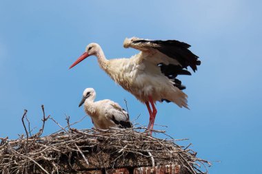 Stork with chick in nest. Adult white stork, Ciconia ciconia, standing with spread wings in nest on old chimney. Parent cares about juvenile chick. Urban wildlife. Nesting season. clipart