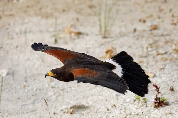 stock image Hawk in flight. Harris's hawk, Parabuteo unicinctus, flying with widely spread wings. Bird of prey hunting in semi-desert. Beautiful raptor known as dusky or wolf hawk. Hunts cooperatively in group.