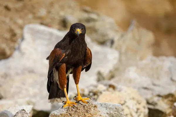 Gün batımında Şahin. Harris 'in şahini, Parabuteo unicinctus, yarı çölde kayalara tünemişti. Vahşi doğada avlanan yırtıcı kuş. Esmer ya da kurt şahin olarak bilinen güzel bir yırtıcı kuş. Grup halinde işbirliği içinde avlanır..