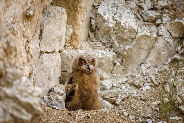 stock image Owl chick at nest. Juvenile eagle owls, Bubo bubo, perched on cliff edge in old mine. Breeding season. Owl in summer nature. Adorable fluffy young owl cub. Bird of prey in natural habitat. Wildlife.