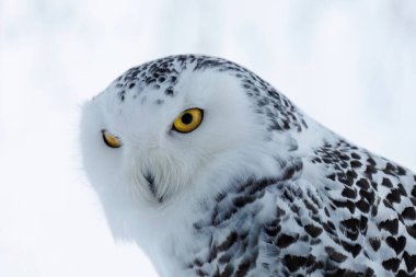 Buz gibi güneşin doğuşunda baykuş. Beyaz arka planda karlı baykuş portresi, Bubo scandiacus. Kutup baykuşu çevreyi gözlemliyor. Sarı gözlü güzel beyaz kutup kuşu. Vahşi doğada kış.