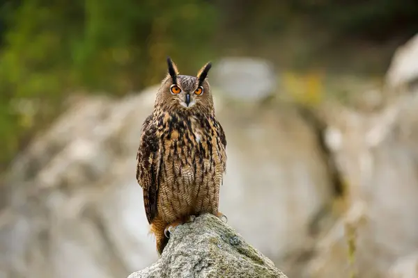 stock image Owl in autumn. Eagle owl, Bubo bubo, perched on stone in colorful autumn forest. Beautiful large owl with orange eyes. Bird of prey in natural habitat. Wildlife nature. Mountains area. Mixed forest.