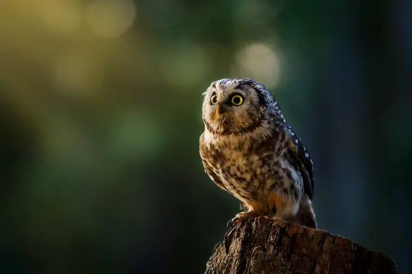 stock image Owl at sunrise. Boreal owl, Aegolius funereus, perched on decayed trunk. Typical small owl with big yellow eyes in first morning sun rays. Bird known as Tengmalm's owl. Wildlife, waking up nature.