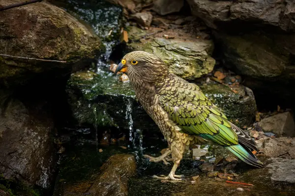 Meraklı papağan. Juvenile Kea, Nestor Notabilis, Mountain Brook 'taki küçük şelaleyi araştırıyor. Kavisli galı zeytin yeşili bir kuş. En zeki ve meraklı papağanlardan biri. Yaşam Alanı Yeni Zelanda.