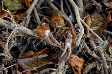 Sinyal kerevitleri, Pacifastacus leniusculus nehir kıyısındaki çamurlu kökler arasında sürünür. Kuzey Amerika kerevitleri, Avrupa, Japonya ve Kaliforniya 'da istilacı türler. Doğal ortamında tatlı su kerevitleri.