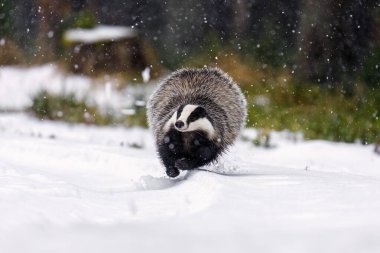 Uçan porsuk. Avrupa porsuğu, Meles Meles, kar yağışı sırasında ormanda hızla koşuyor. Kışın vahşi bir hayvan. Avlanan hayvan tüm bacakları havada karda koşar. Güzel siyah beyaz canavar.